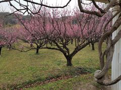 -苏州上方山国家森林公园