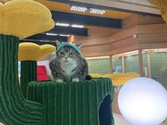 -帕帕拉兹宠物(亚洲旗舰店)