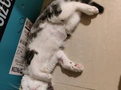 -瑞派康怡24h宠物医院·犬猫医疗中心·微创绝育(瑞景分院)