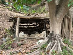 -深圳野生动物园