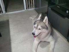 -瑞派申生动物医院·24H夜诊·国际动物医疗中心·骨外科(吴中路店)