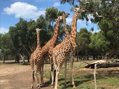 -威勒比开放式动物园