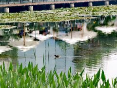 -白鹭湾湿地公园