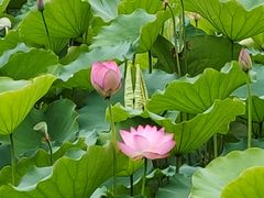 -荔湾湖公园