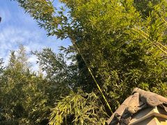 -郑州植物园