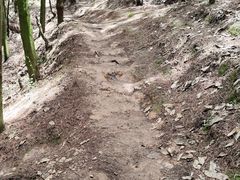 -长虫山生态公园风景林