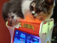 -猫色咖啡·猫咖