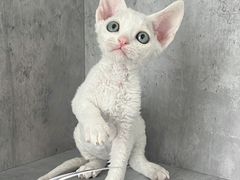 -小猫来了·猫舍(红山六九七九店)
