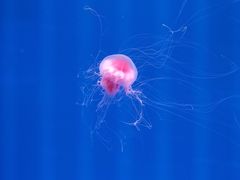 -福州罗源湾海洋世界旅游区