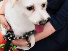 -爱侣宠医·鹦鹉专科·小型哺乳类·异宠专科(灵石路店)