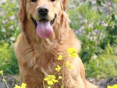 -翊宠yipet猫狗购宠庄园犬舍•猫舍