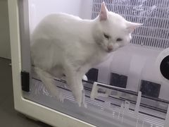 -艾贝尔宠物医院 ·中兽医·宠保定点(北门桥店)