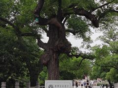 -北陵公园