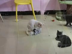 -70cat德文卷毛猫·缅因猫纯种猫舍