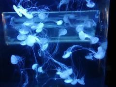 -重庆欢乐海底世界