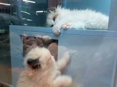 -FAELING PETS美天灵宠物(合生汇店)