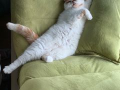 -爱妮康宠物医院·干细胞免疫细胞·肿瘤·心脏(张江店)