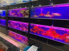 -南汇花鸟市场(上海浦东新花卉店)