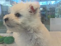 -翊宠yipet猫狗购宠庄园
