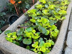 -九献创意菜·新中式(亮马河花园私宴店)