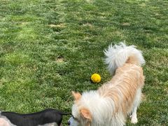 -趣玩宠物乐园寄养训犬训狗游泳池