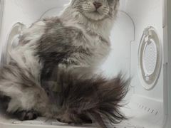 -瑞派动物医院·猫专科·至诚(江南中分院)