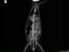 -雨林宠物医院 非犬猫异宠专科