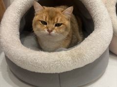 -Let's go狗咖·猫咖·奶狗·桌游(春熙路IFS店)