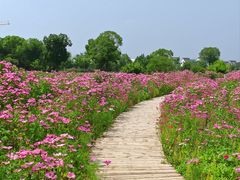 -花开海上生态园
