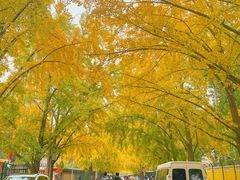 -三里屯东五街银杏大道