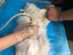 -纳吉亚猫专科动物诊疗中心(蒋宅口分院)