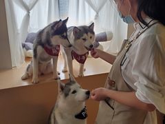 -Husky Go! 哈士奇体验馆·宠物咖啡厅狗咖