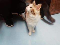 -猫色咖啡·猫咖