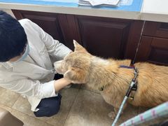 -美联众合动物医院·24h转诊中心