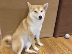 -柴务处·柴犬主题狗咖