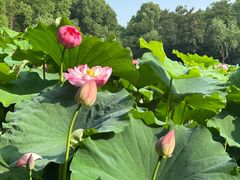 -陈家山荷花公园
