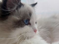 -猫十亿·布偶金渐层·曼基康矮脚猫舍(青年路店)