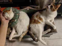 -瑞派动物医院·猫专科·至诚(江南中分院)