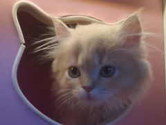 -麒麟缅因猫舍·十五年缅因猫选购中心