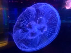 -锦艺城海洋馆
