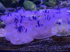 -瑞普利水族馆
