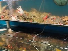-仙螺岛海鲜自助餐厅(总店)