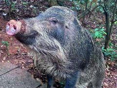 -梧桐山风景名胜区
