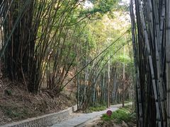 -黄埔油麻山森林公园