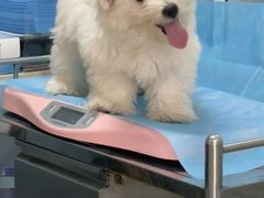 -瑞派·关忠动物医院·猫专科·犬专科(三环新城店)