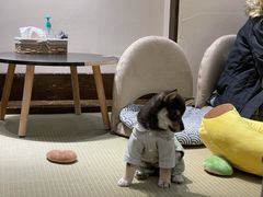 -逗柴咖啡屋·狗咖猫咖宠物桌游