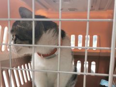 -宠颐生宠物医院·犬猫全科·皮肤科(商业街店)