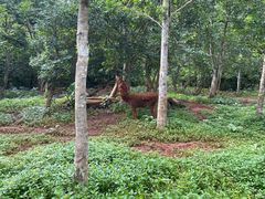 -海南热带野生动植物园