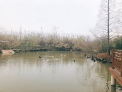-溱湖国家湿地公园