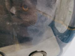 -天使宠物医院·犬猫分诊(彩虹店)